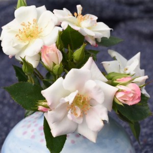 PEARLY DAYS (miniature)